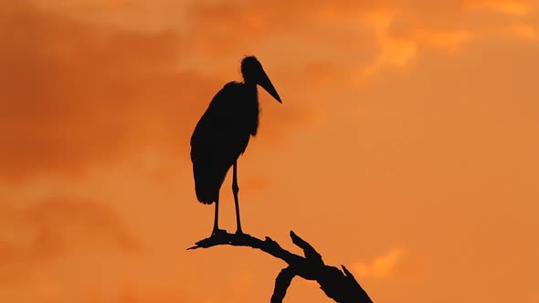 Marabou stork in Kruger National park, South Africa