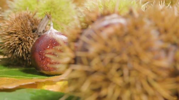 Reveal shot of traditional ripe and unripe fall chestnuts