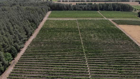 Amazing Vineyards Landscape