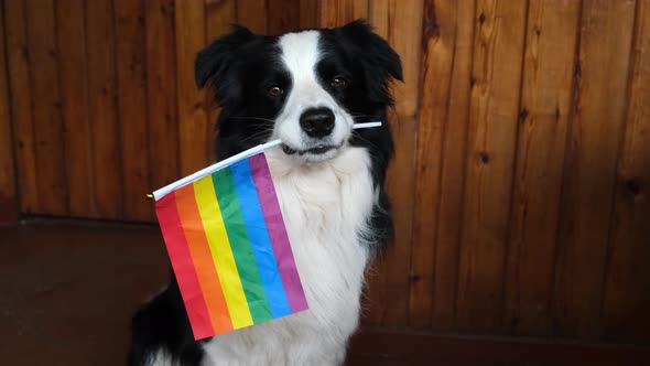 Funny Cute Puppy Dog Border Collie Holding LGBT Rainbow Flag in Mouth on White Background at Home