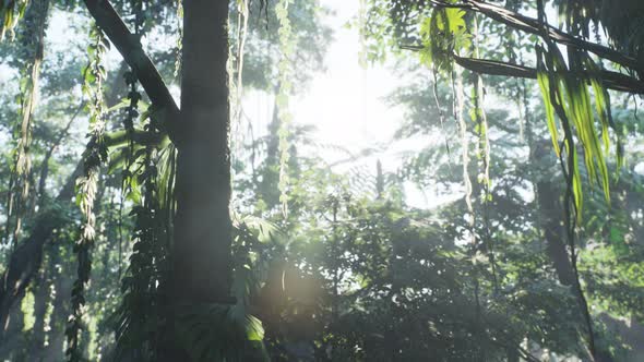 Misty Jungle Rainforest in Fog