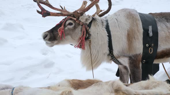 Couple of Reindeer in Harness in Winter Day