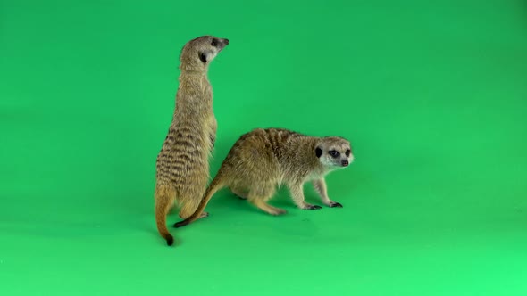 Two Meerkats Isolated on a Green Background Screen.