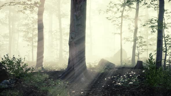 Sun Light in the Fairy Foggy Forest