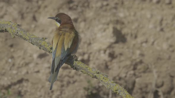 European Beeeater or Merops Apiaster