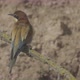 European Beeeater or Merops Apiaster - VideoHive Item for Sale