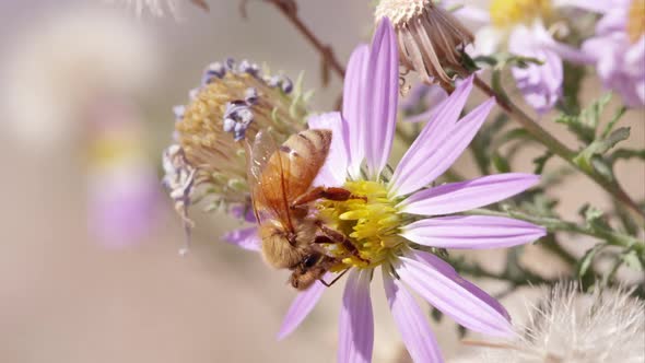 Honey bee falls off clover flower