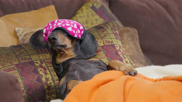 Lovely Dachshund Dog in Funny Blindfolds Covering Their Eyes so the Light Does Not Annoy Them While