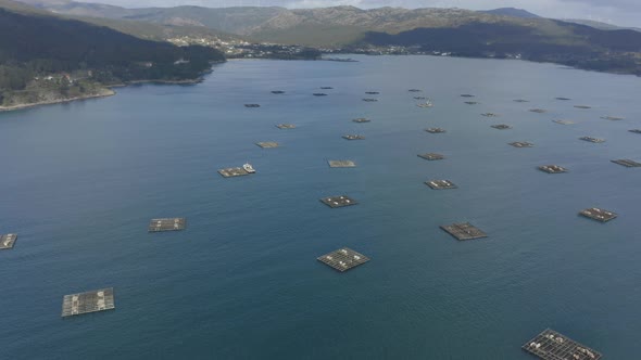 Mussel Seafood Farms in Ria Muros y Noya Galicia Spain