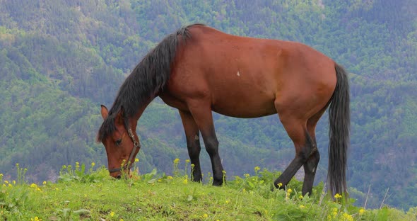 Horses Grazing on a Green Meadow in a Mountain Landscape