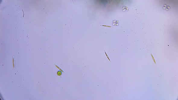 time lapse of cells and protozoa under a microscope