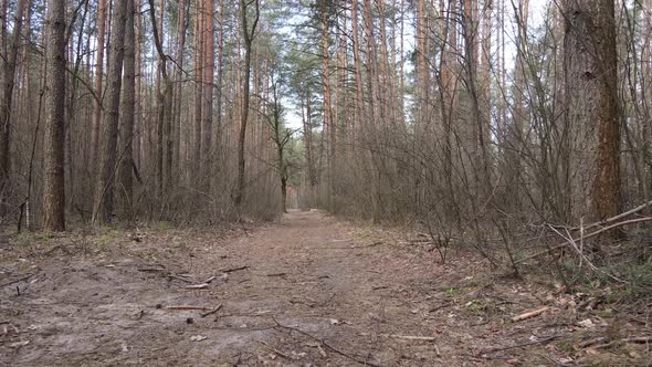 Aerial View of the Road Inside the Forest