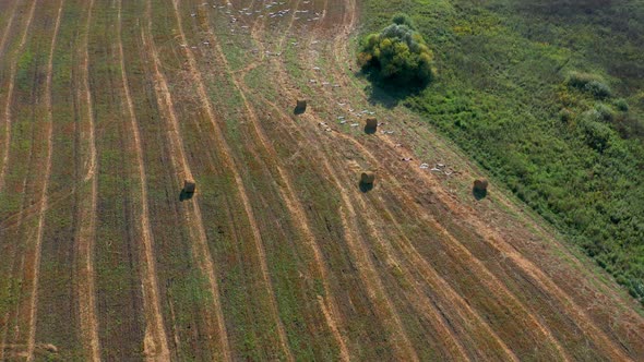 Aerial View of a Flock of Birds Flying Over a Field in Sunny Summer Weather