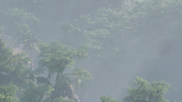 Fog Covered Jungle Rainforest Landscape