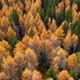Aerial view of colorful larch forest in autumn season - VideoHive Item for Sale