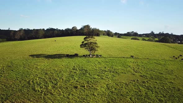 Drone flying forward while focussed on single large tree with cows underneath in middle of green gra