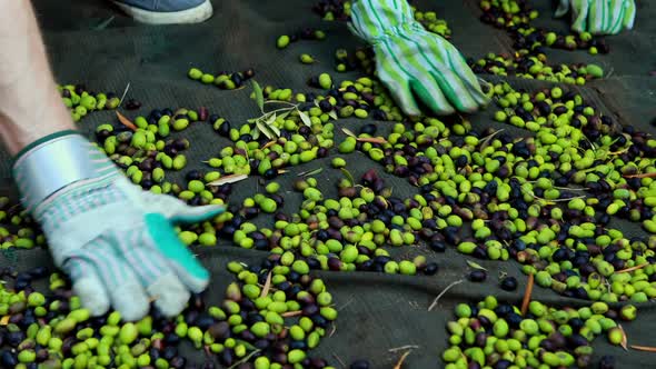 Hand of farmers collecting harvested olives in farm