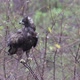 Wet from recent rain, Wahlbergs Eagle scans area from twig perch - VideoHive Item for Sale