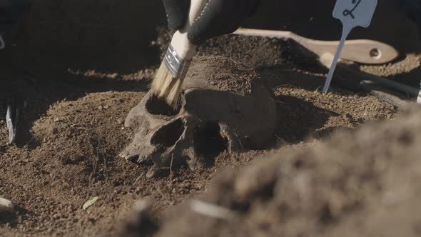 Crop Archaeologist Excavating Human Skull