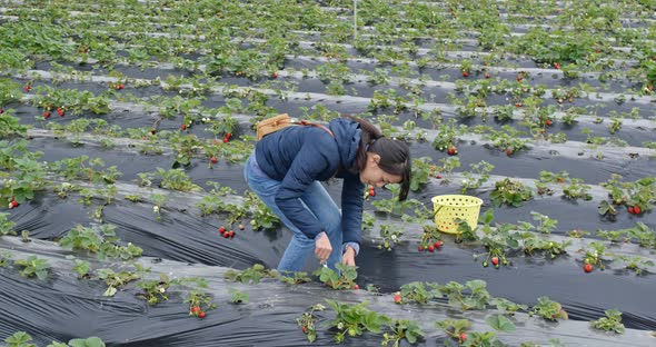 Woman find strawberry in the farm