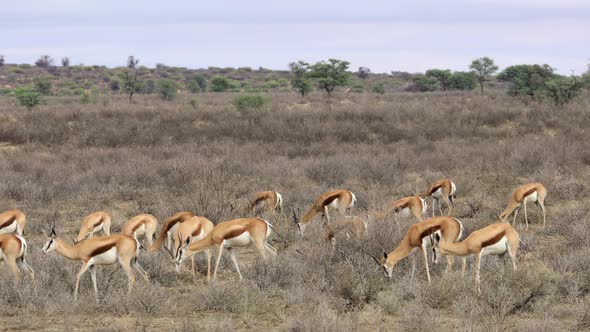 Springbok Antelope Herd - Kalahari Desert