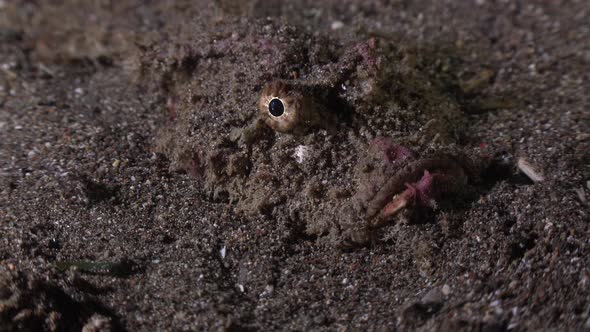 Indian Walkman (Inimicus didactylus) close up shot buried in volcanic sand