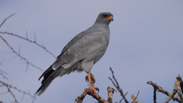 Pale chanting goshawk 