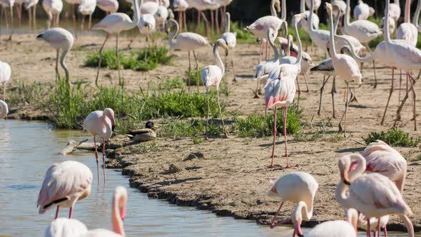 Flamingo Bird Nature Wilflife Reserve Carmargue Lagoon