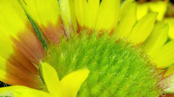 Time Lapse of Gaillardia Bloom Closeup Shot on Black Background Beautiful Gaillardia Flower Blooms