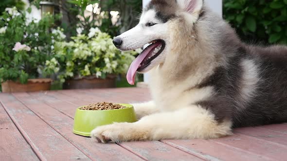 Close Up Of Siberian Husky Dog Eating Food In A Bowl On Wooden Floor