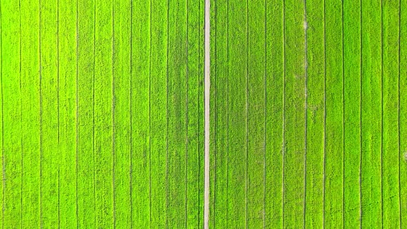 Drone flying over the beautiful rice field scenery. nature green pattern