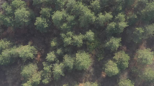 Trees of evergreen forest in the mist from above 4K footage