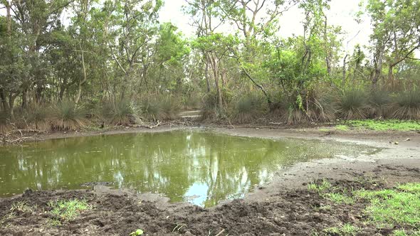 Small Lake and Swamp in the Mangrove Forest