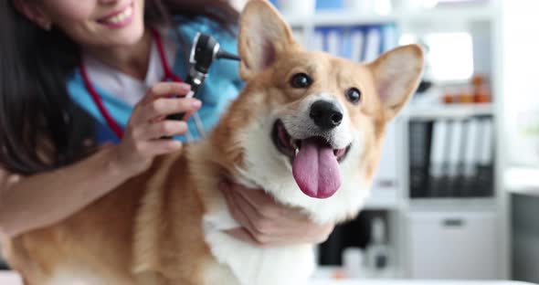 Veterinarian Conducts Medical Examination of Dog Ears Closeup