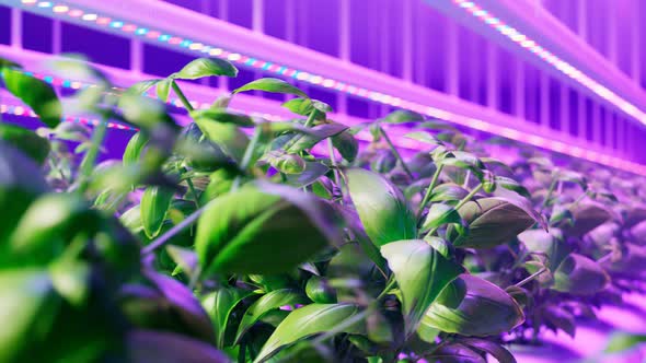 Hydroponic in the greenhouse. Herb plantation with watering system. Close-up.