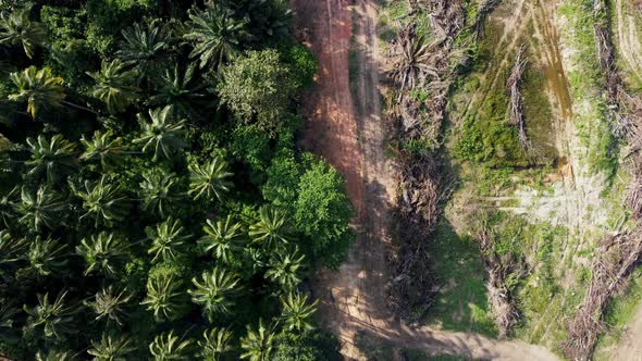 Aerial look down dead and life oil palm