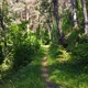 Walking In The Forest - VideoHive Item for Sale