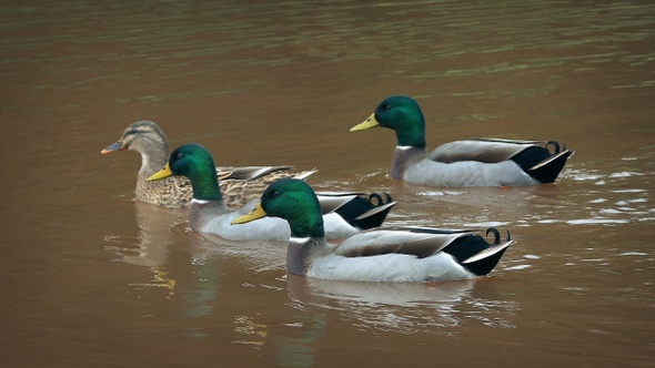 Following Ducks Around The Pond