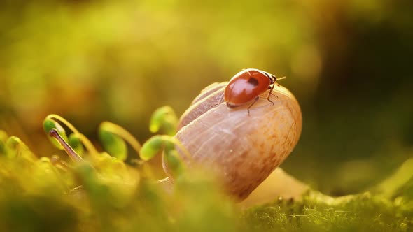 Close-up Wildlife of a Snail and Ladybug in the Sunset Sunlight.