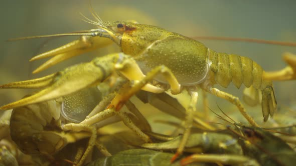 Live Crayfish Walking in Water Tank