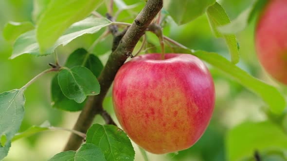 Red Juicy Apple Close-up