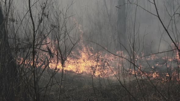 Wildfire in Spring Forest Burning Dry Grass Trees Bushes Flames and Smoke