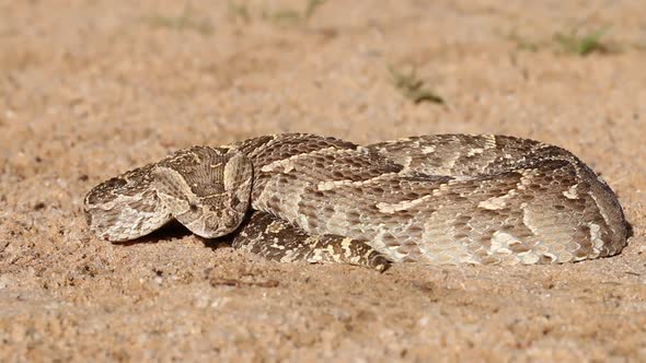 Defensive Puff Adder With Flicking Tongue