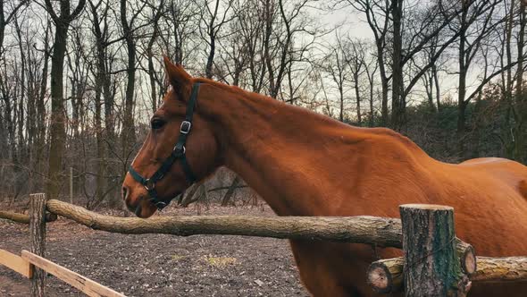 Brown Thoroughbred Horse Standing By The Wood Fence In Countryside Landscape. close up