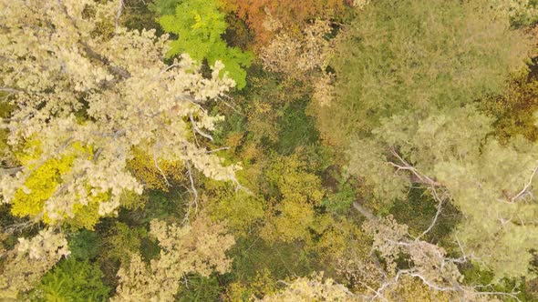 Forest with Trees in an Autumn Day