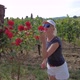 Terraced Vineyards of Montalcino in Italy - VideoHive Item for Sale