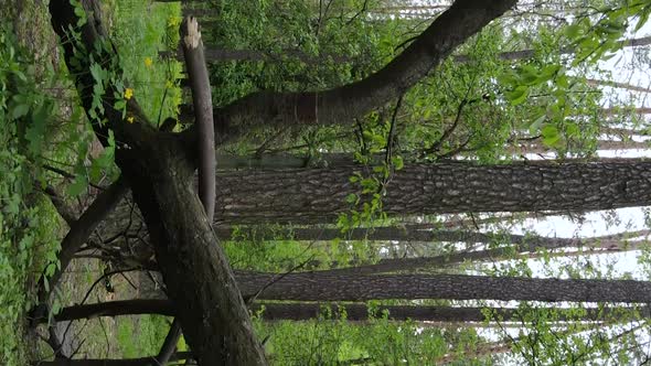 Vertical Video of a Forest with Pine Trees