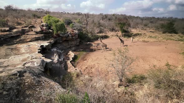 A herd of giraffe coming to drink at a rocky outcrop waterhole