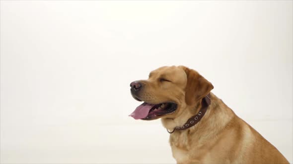 Golden Labrador Sitting and Cathing Feed on White Background, Slow Motion