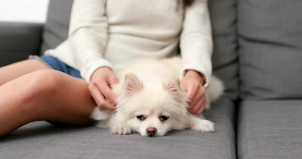 Woman massaging on her dog at home